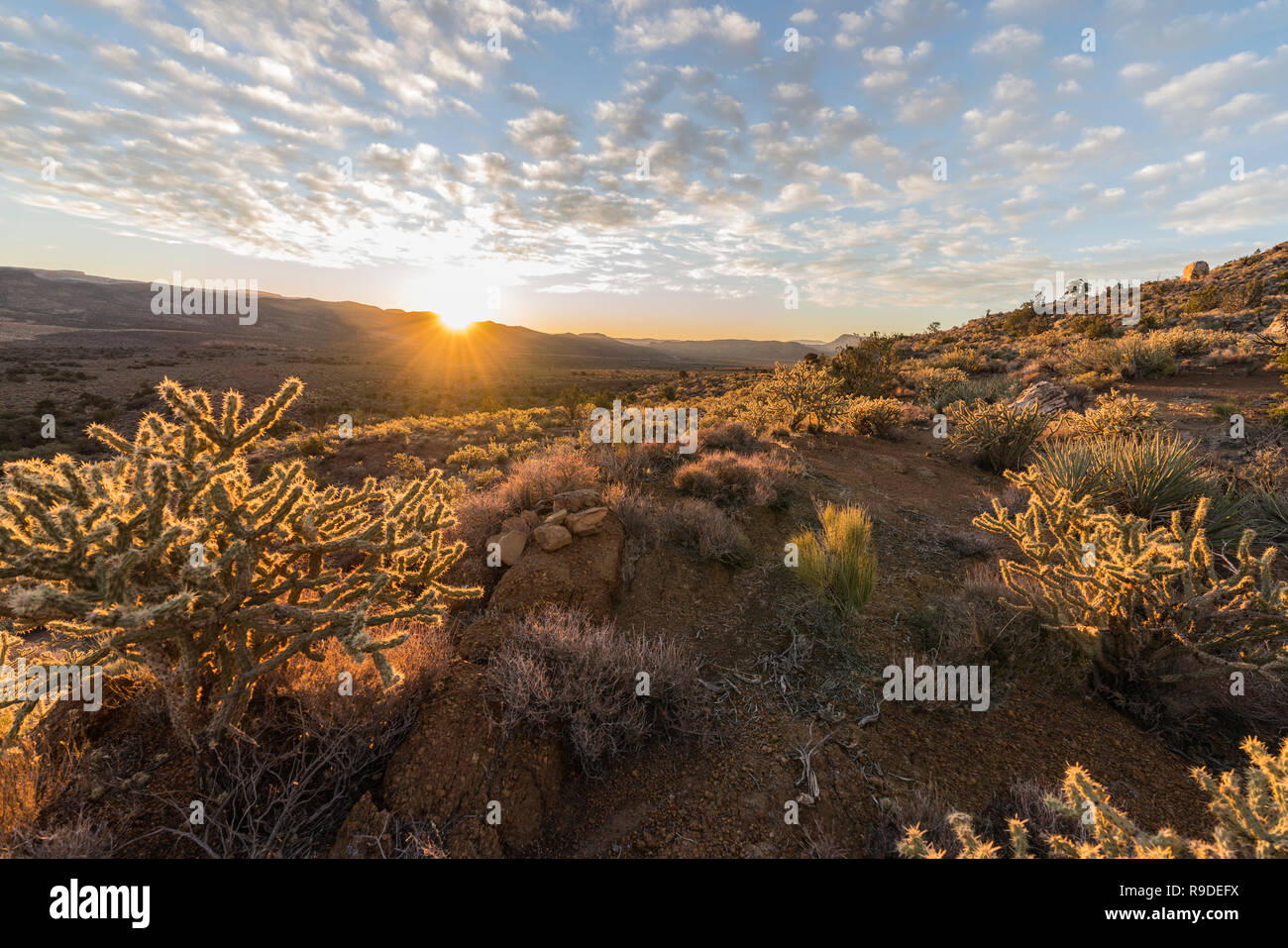 Sunrise view and cholla cactus at Red Rock Canyon National Conservation Area.  A popular natural area 20 miles from Las Vegas, Nevada. Stock Photo