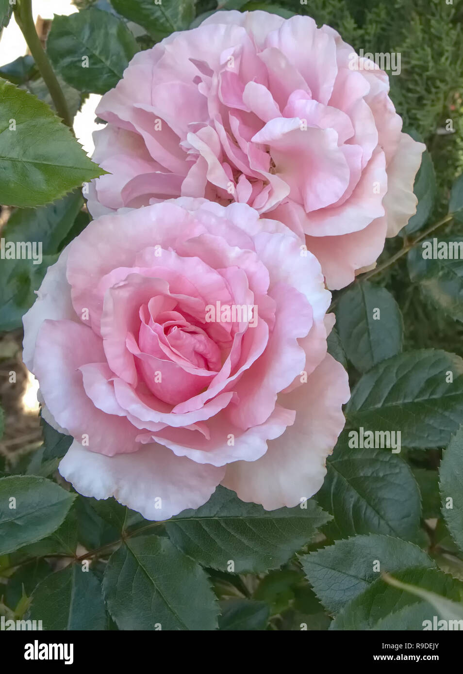 Two pink rose flowers in the garden Stock Photo - Alamy