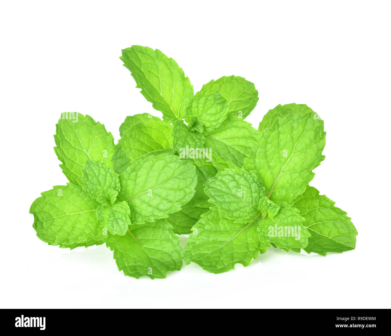 mint leaf on white background Stock Photo Alamy