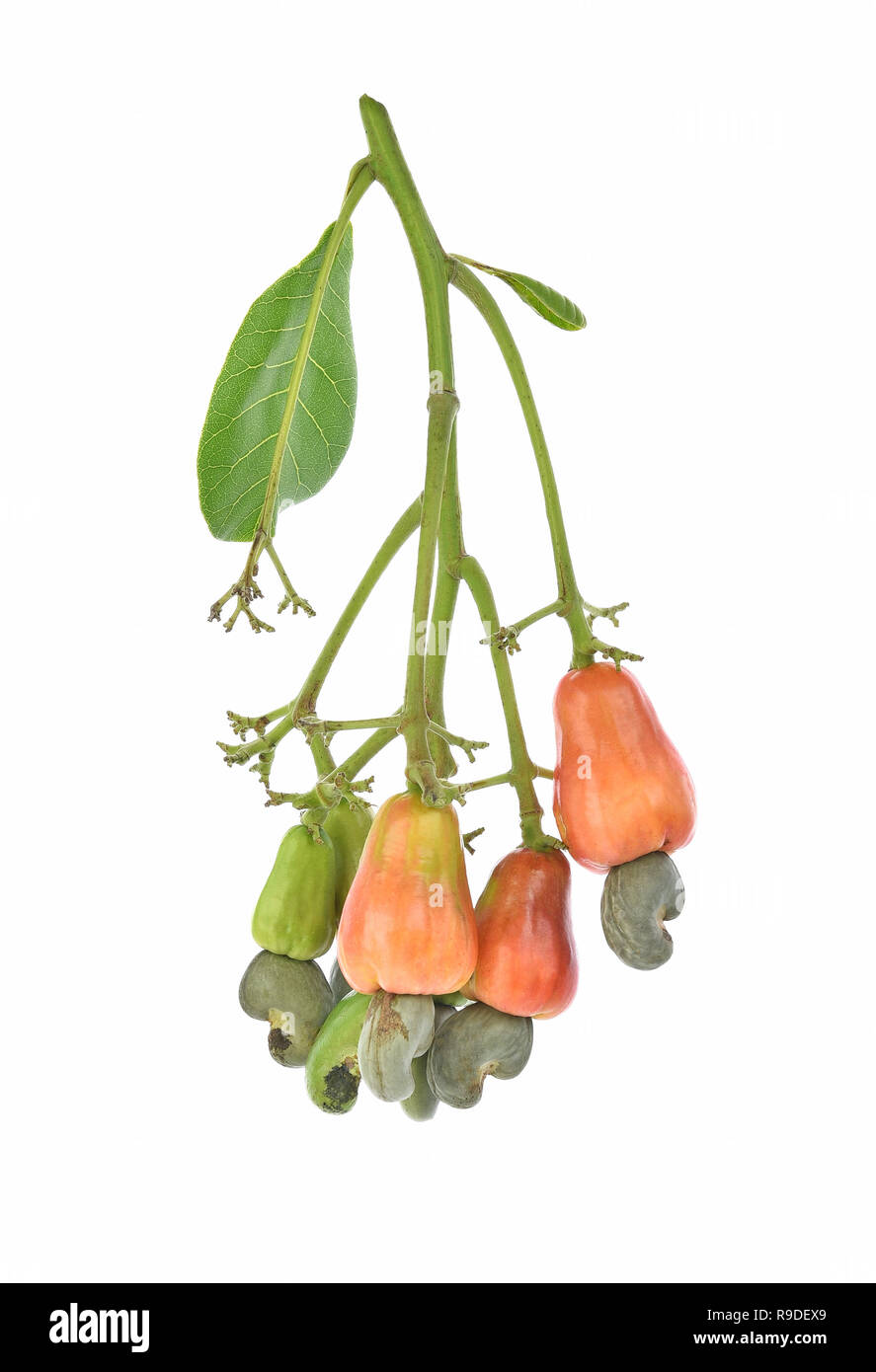 red cashew fruit isolated on white background Stock Photo Alamy