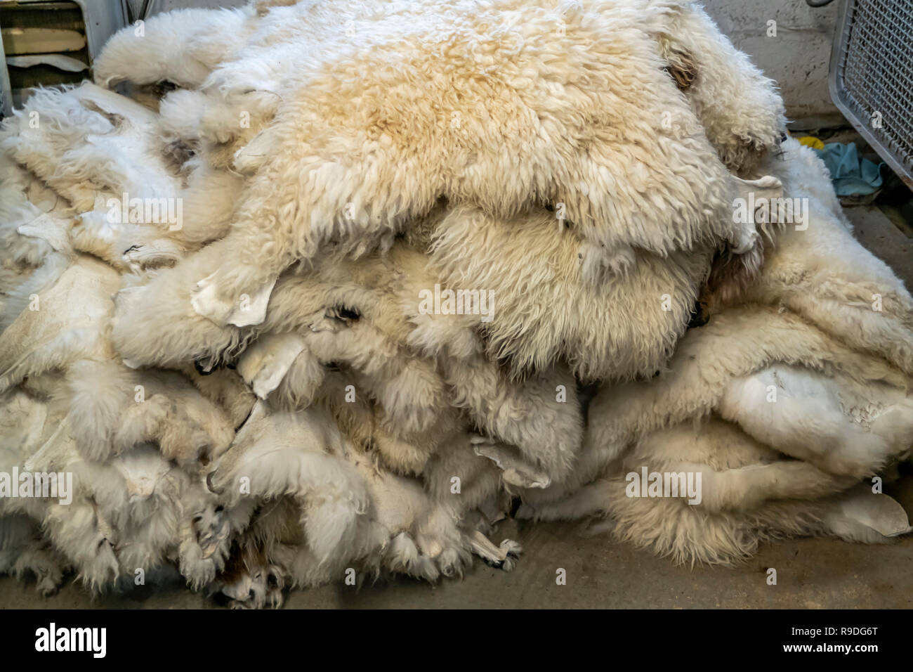 Processed Skin Traditional skin processing at tannery in Scotland Stock Photo - Alamy