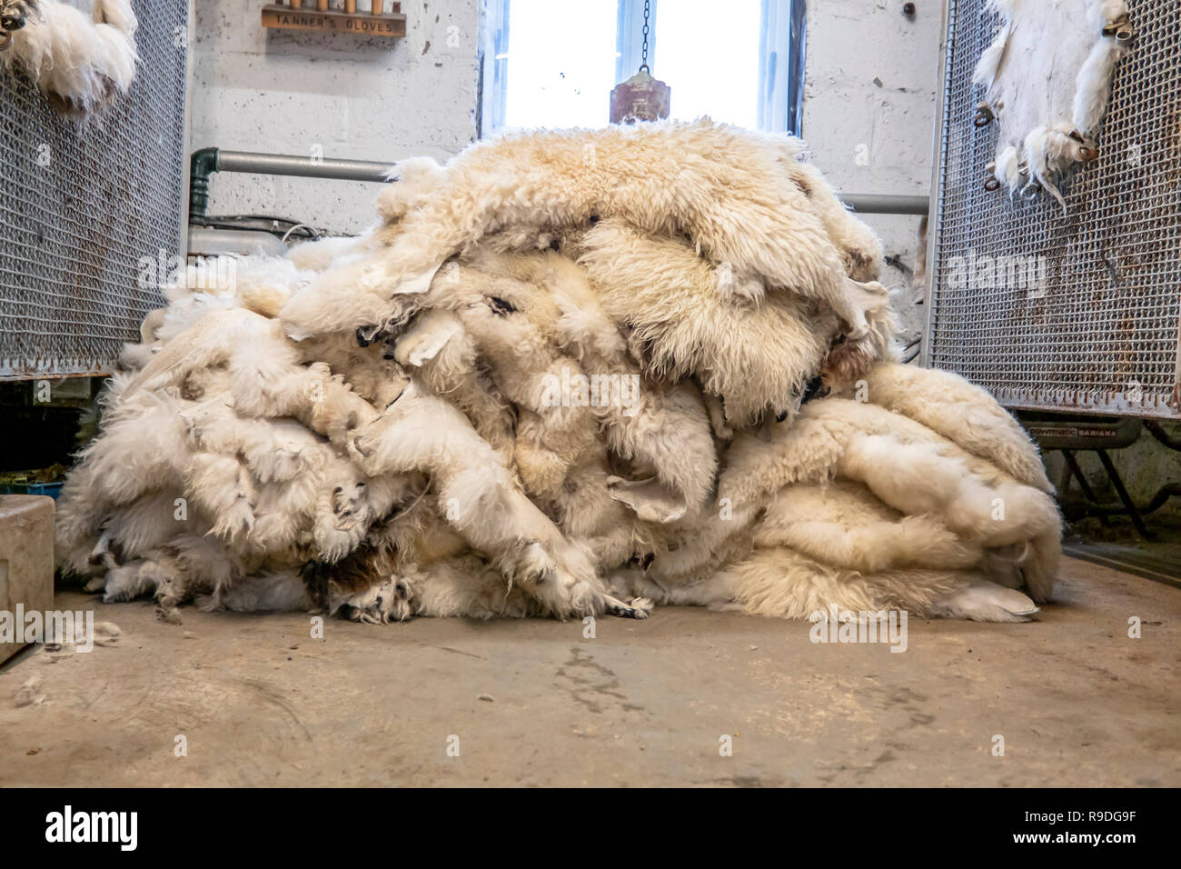 Traditional skin processing at tannery in Scotland. Stock Photo