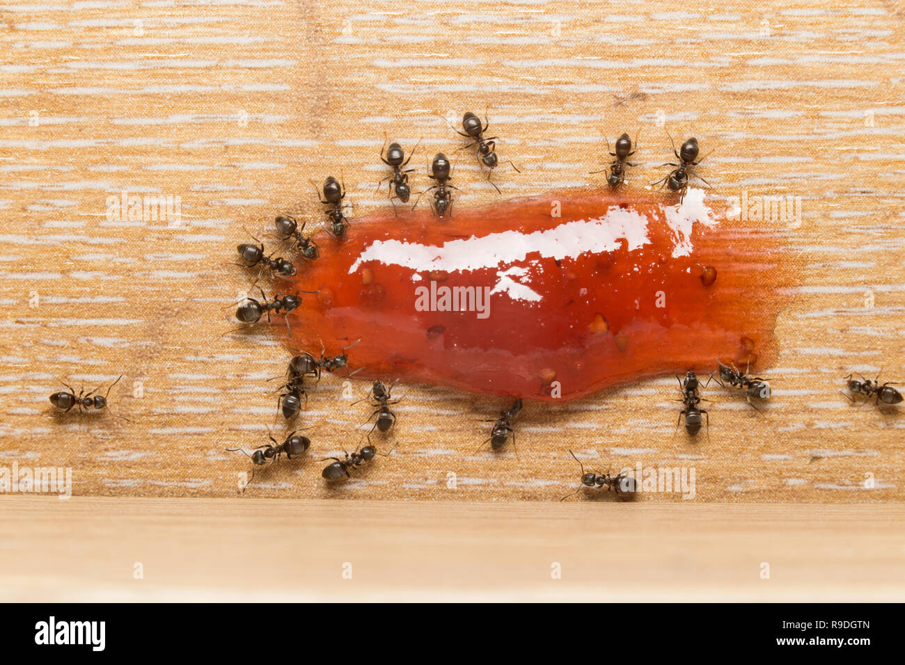 Black garden ants in a kitchen feeding on berry jelly Stock Photo Alamy