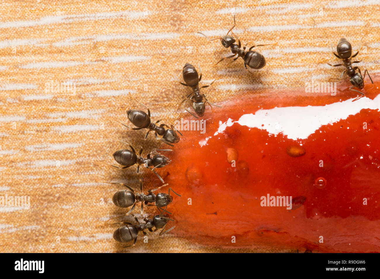 Black garden ants in a kitchen feeding on berry jelly Stock Photo