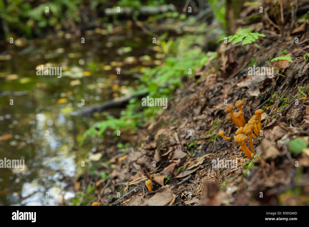 Jelly baby mushroom Stock Photo Alamy