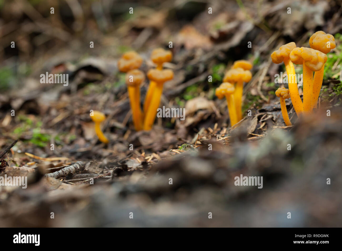 Jelly baby mushroom Stock Photo - Alamy