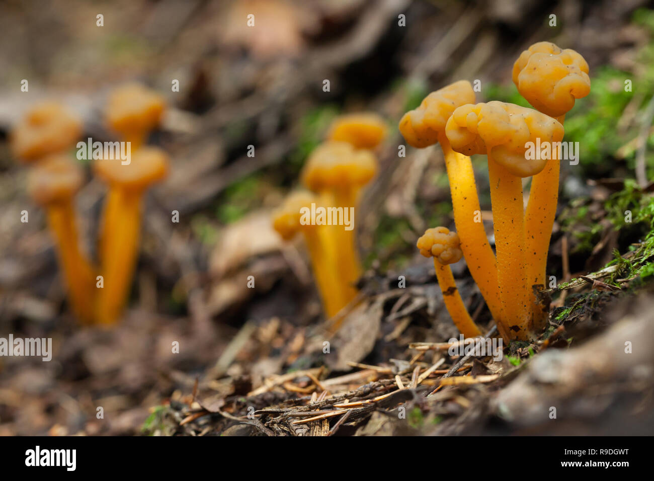 Jelly baby mushroom Stock Photo - Alamy