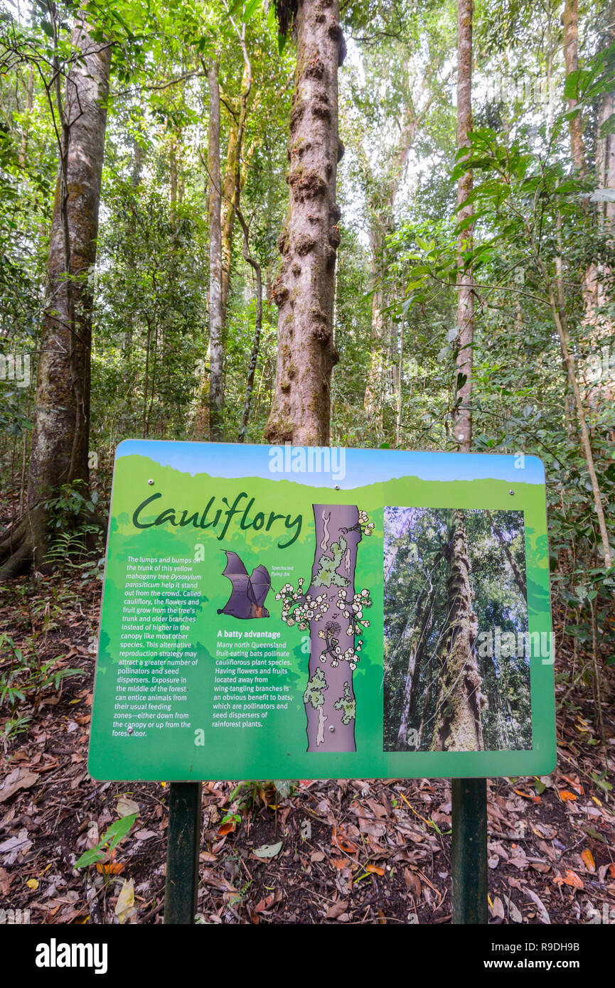 Cauliflory sign showing flowers growing on the trunk of a mahogany tree, Hypipamee National Park, Atherton Tableland,  Far North Queensland, FNQ, QLD, Stock Photo