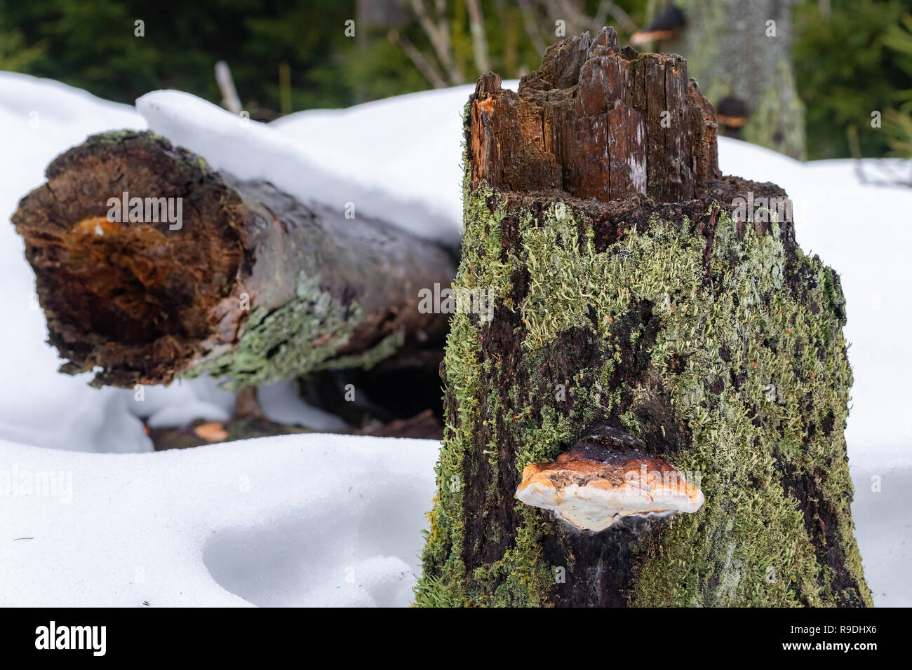 Nationalpark Harz im Winter Oderteich Stock Photo