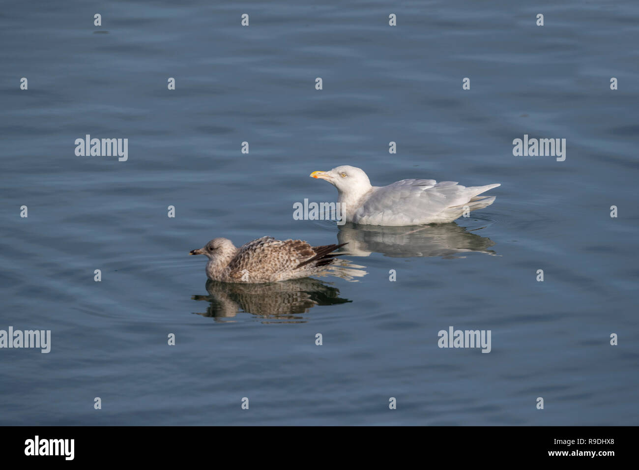 Glaucous Gull; Larus hyperboreus Single Adult; Winter with Juvenile Herring Gull Cornwall; UK Stock Photo