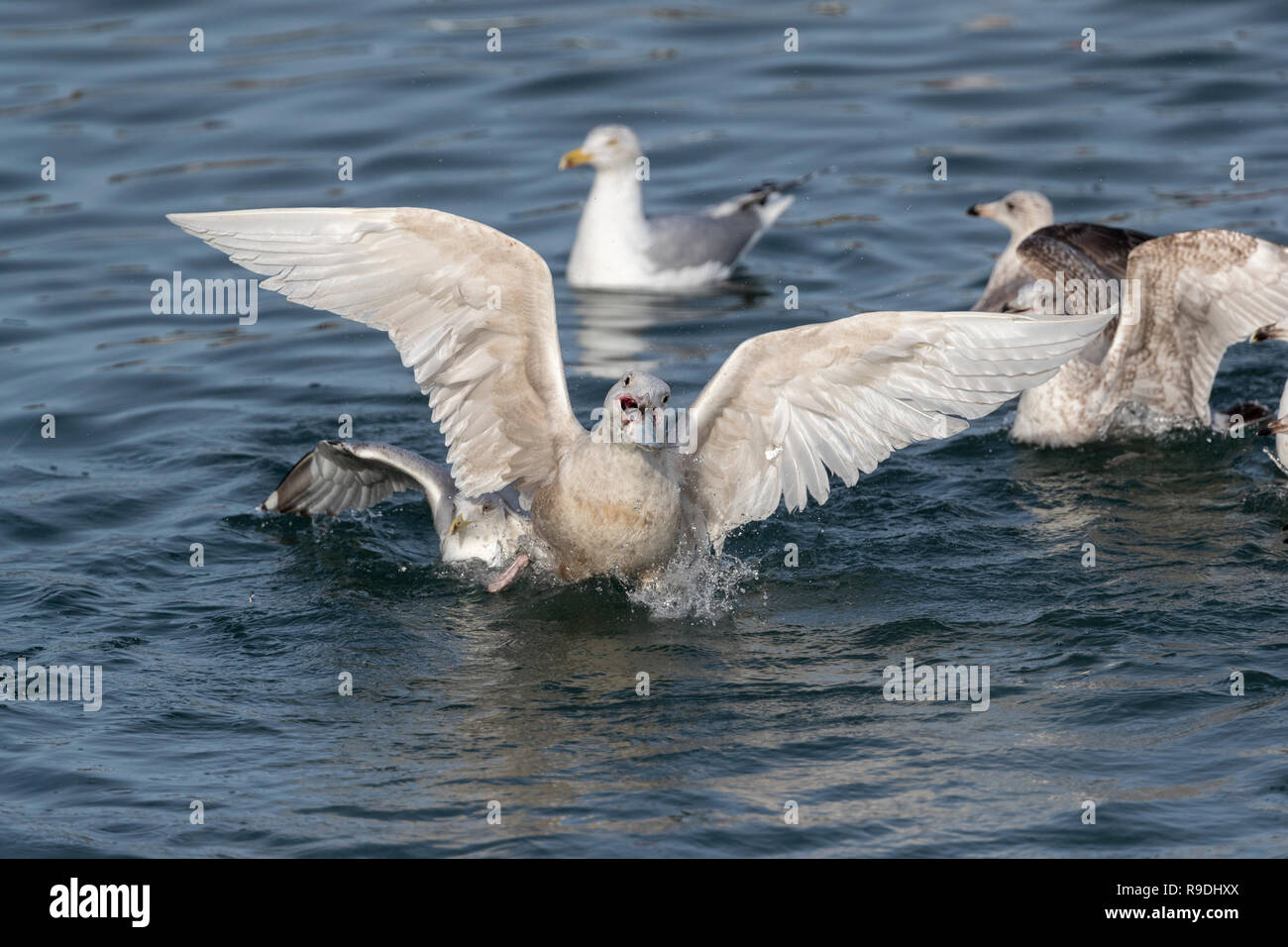 Glaucous Gull; Larus hyperboreus Single Juvenile Fighting Over Fish Cornwall; UK Stock Photo