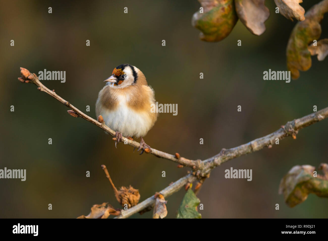 Goldfinch; Carduelis carduelis Cornwall; UK Stock Photo