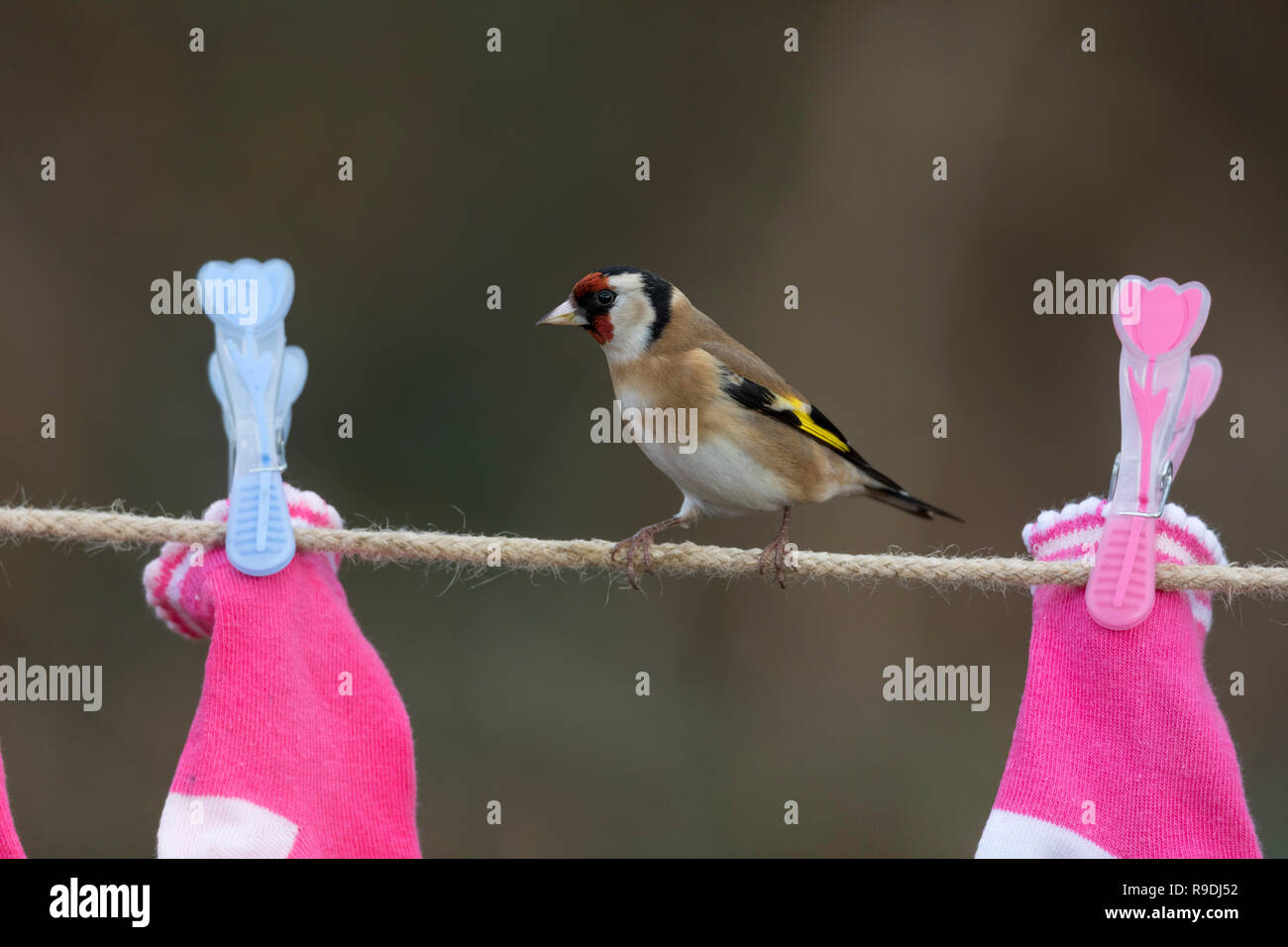 Goldfinch; Carduelis carduelis Single; on Washing Line Cornwall; UK Stock Photo