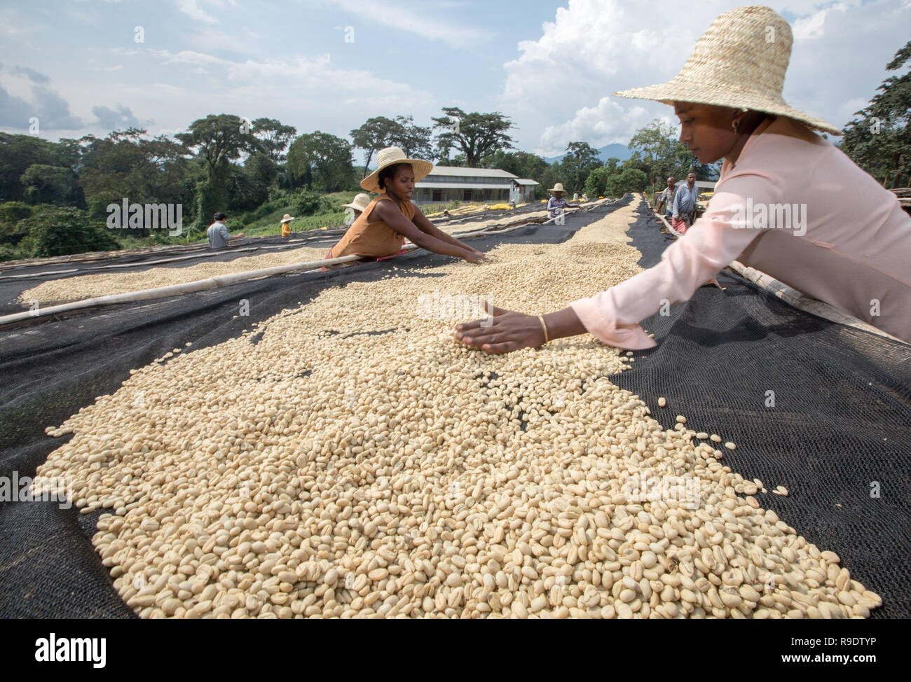 (181223) -- BEIJING, Dec. 23, 2018 (Xinhua) -- Workers dry washed coffee beans at a coffee farm near Kaffa, Ethiopia, Dec. 8, 2018. The local coffee farms meet busy season in December every year. Coffee rooted in Ethiopia is the raw material of various coffee drinks favored by people all over the world. It is said that coffee was discovered by sheepherder in Kaffa, southwestern in Ethiopia, from which the name of coffee evolved. Coffee beans from Ethiopia are exported to China mainly by sea. Hulled green coffee beans are transported to Port of Djibouti by road and railway and then after Stock Photo