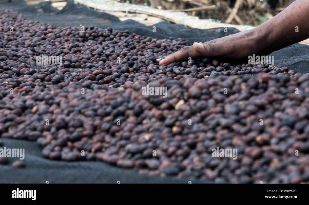 Kaffa ethiopia hires stock photography and images Alamy