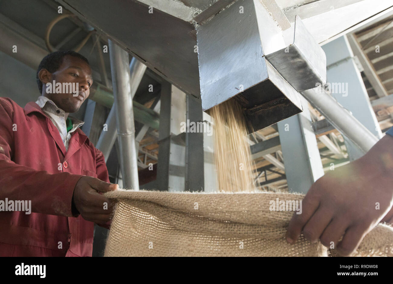 (181223) -- BEIJING, Dec. 23, 2018 (Xinhua) -- Workers collect hulled coffee beans at SMS Plc enterprise in Addis Ababa, capital of Ethiopia, Dec. 12, 2018. Coffee rooted in Ethiopia is the raw material of various coffee drinks favored by people all over the world. It is said that coffee was discovered by sheepherder in Kaffa, southwestern in Ethiopia, from which the name of coffee evolved. Coffee beans from Ethiopia are exported to China mainly by sea. Hulled green coffee beans are transported to Port of Djibouti by road and railway and then after about 21 days at sea they finally arriv Stock Photo