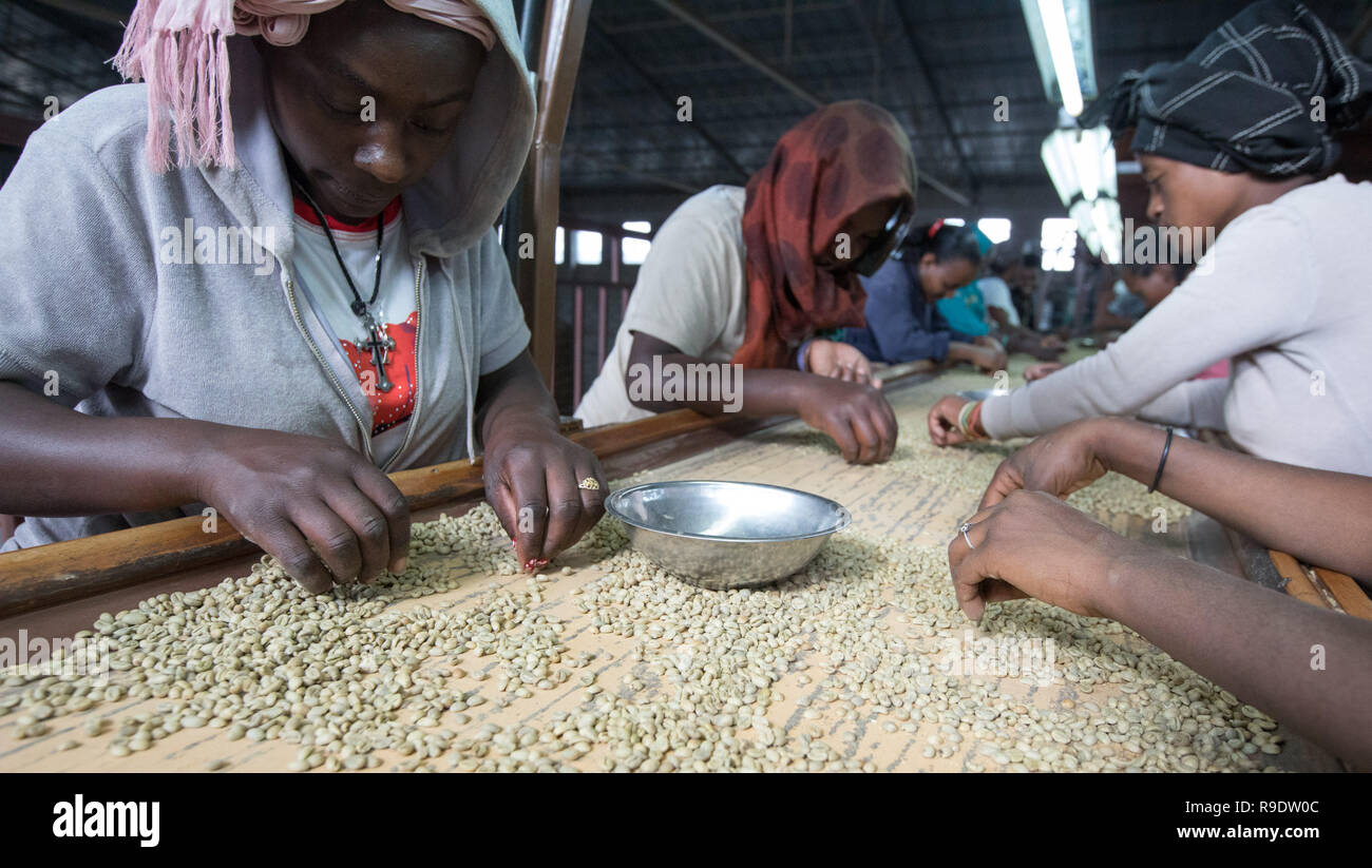 (181223) -- BEIJING, Dec. 23, 2018 (Xinhua) -- Workers classify hulled coffee beans at SMS Plc enterprise in Addis Ababa, capital of Ethiopia, Dec. 12, 2018. Coffee rooted in Ethiopia is the raw material of various coffee drinks favored by people all over the world. It is said that coffee was discovered by sheepherder in Kaffa, southwestern in Ethiopia, from which the name of coffee evolved. Coffee beans from Ethiopia are exported to China mainly by sea. Hulled green coffee beans are transported to Port of Djibouti by road and railway and then after about 21 days at sea they finally arri Stock Photo
