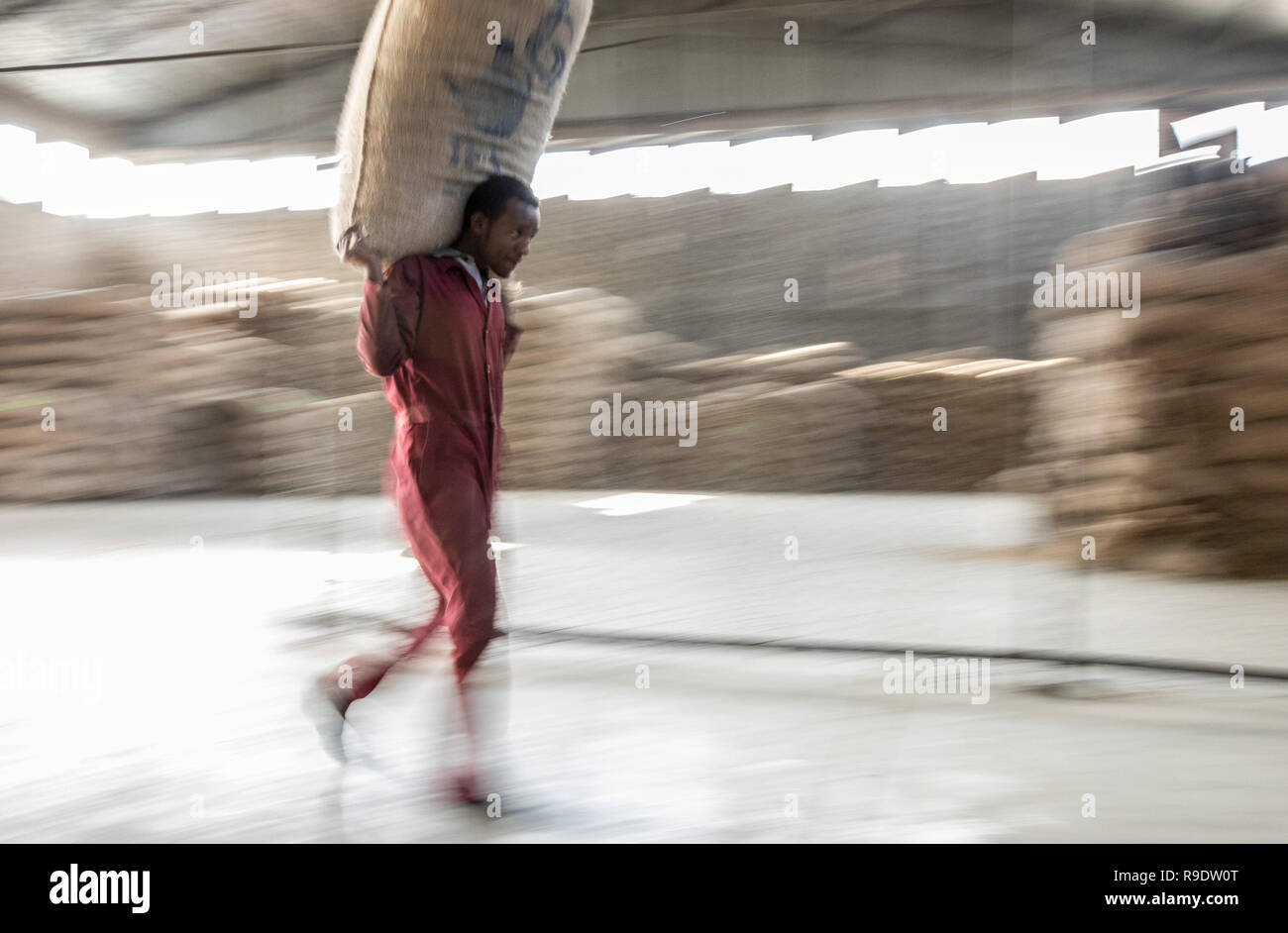 (181223) -- BEIJING, Dec. 23, 2018 (Xinhua) -- A worker carries a package of coffee beans at SMS Plc enterprise in Addis Ababa, capital of Ethiopia, Dec. 12, 2018. Coffee rooted in Ethiopia is the raw material of various coffee drinks favored by people all over the world. It is said that coffee was discovered by sheepherder in Kaffa, southwestern in Ethiopia, from which the name of coffee evolved. Coffee beans from Ethiopia are exported to China mainly by sea. Hulled green coffee beans are transported to Port of Djibouti by road and railway and then after about 21 days at sea they finall Stock Photo