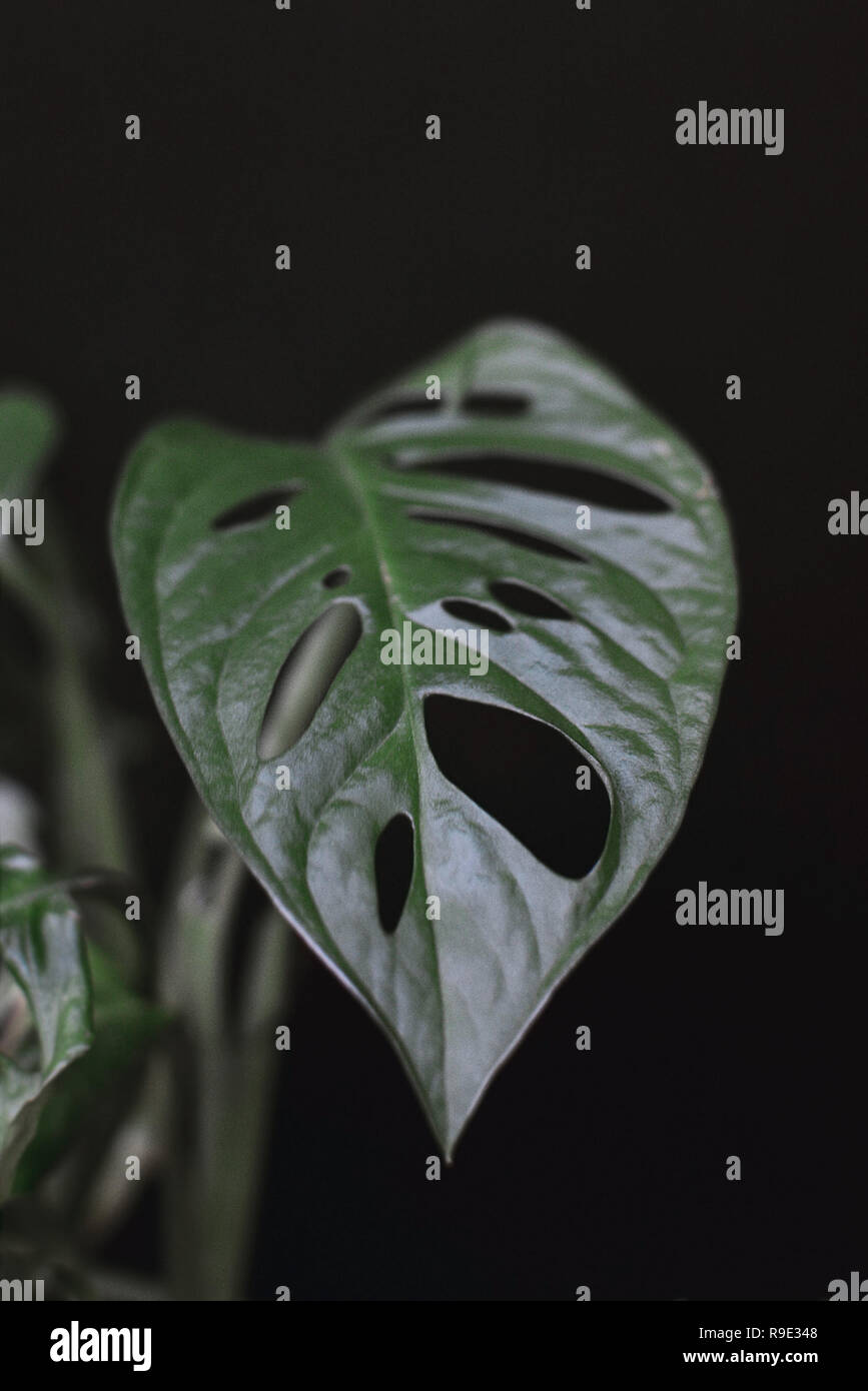 Close up of a tropical monstera obliqua or Swiss cheese vine plant leaf