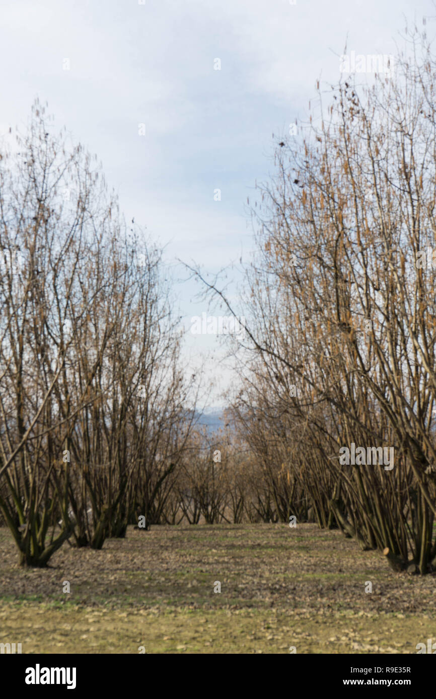 Hazelnut tree langhe hires stock photography and images Alamy