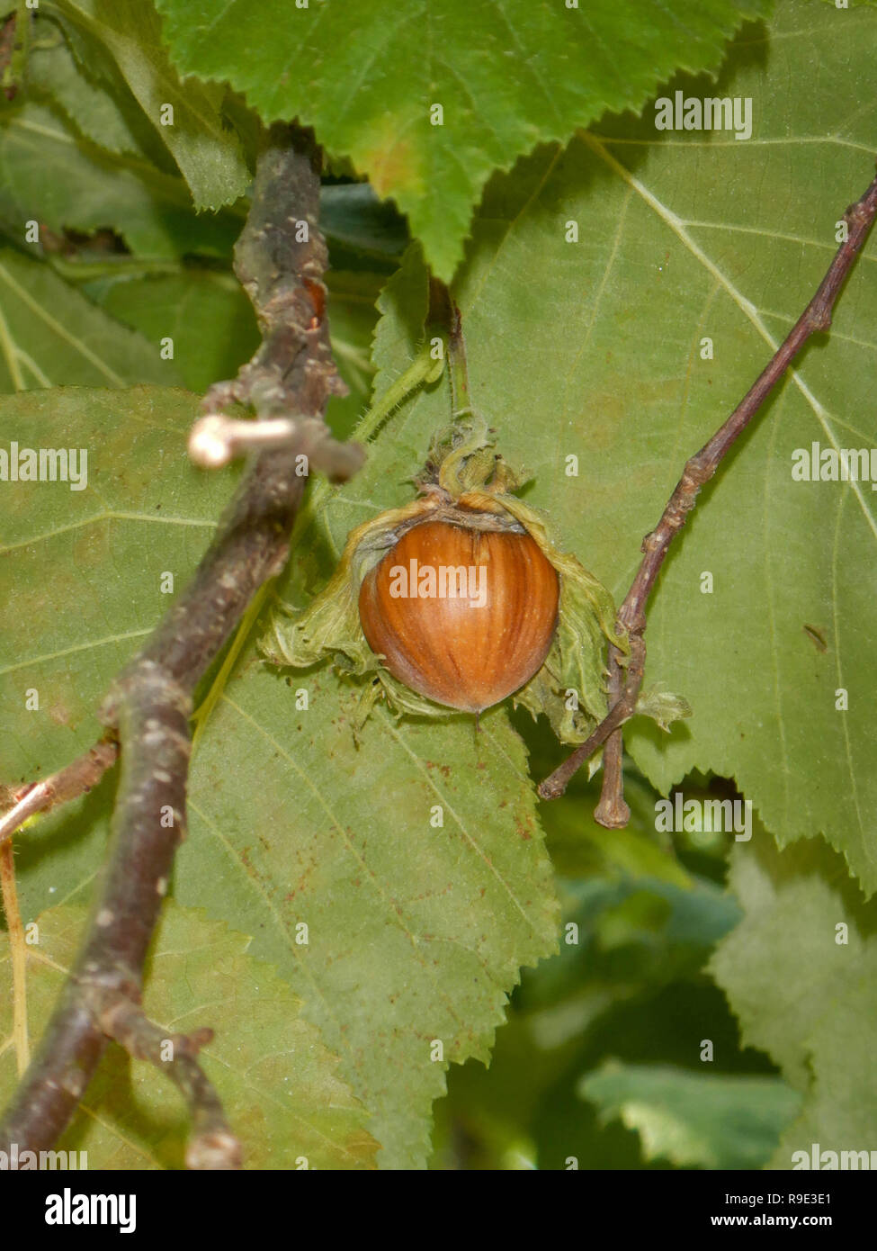 Hazelnut among the leaves on the tree. Hills of Cortemilia, Piedmont