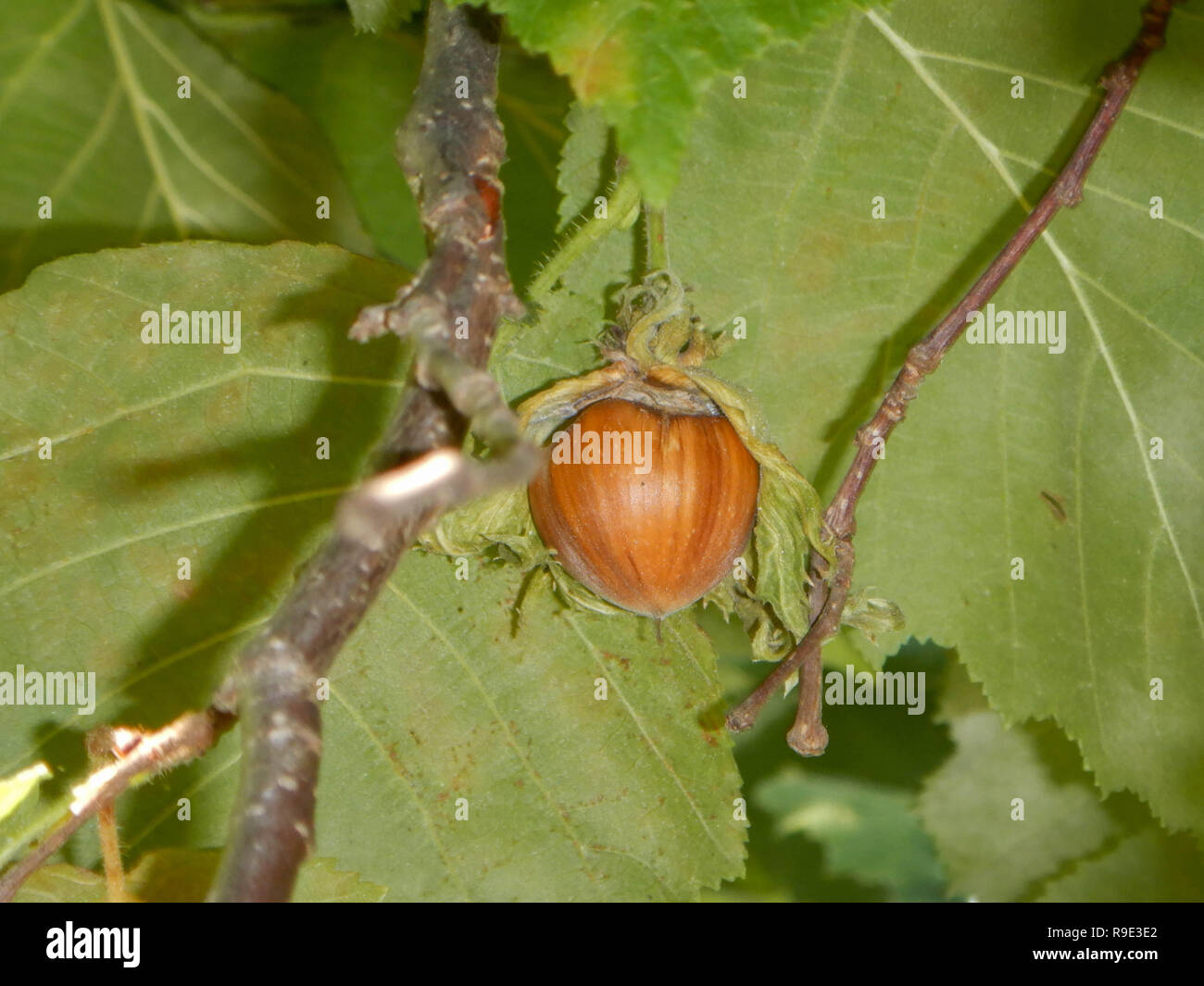 Hazelnut among the leaves on the tree. Hills of Cortemilia, Piedmont