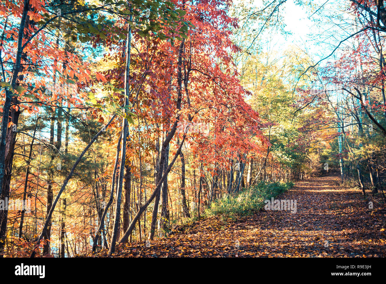 Fall in North Carolina with Vibrant Trees Stock Photo - Alamy