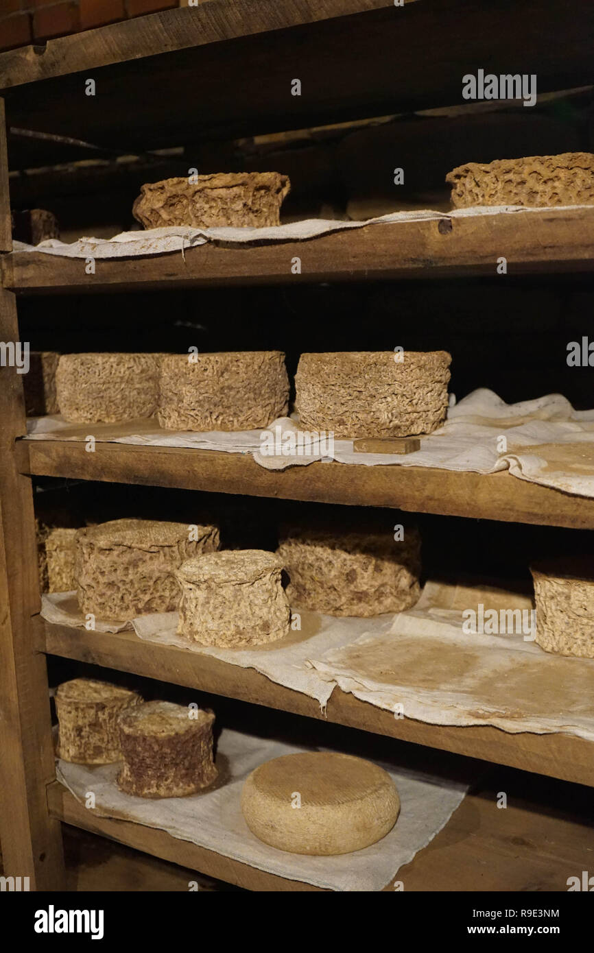 Forms of cheese seasoning in Murazzano, Piedmont - Italy Stock Photo