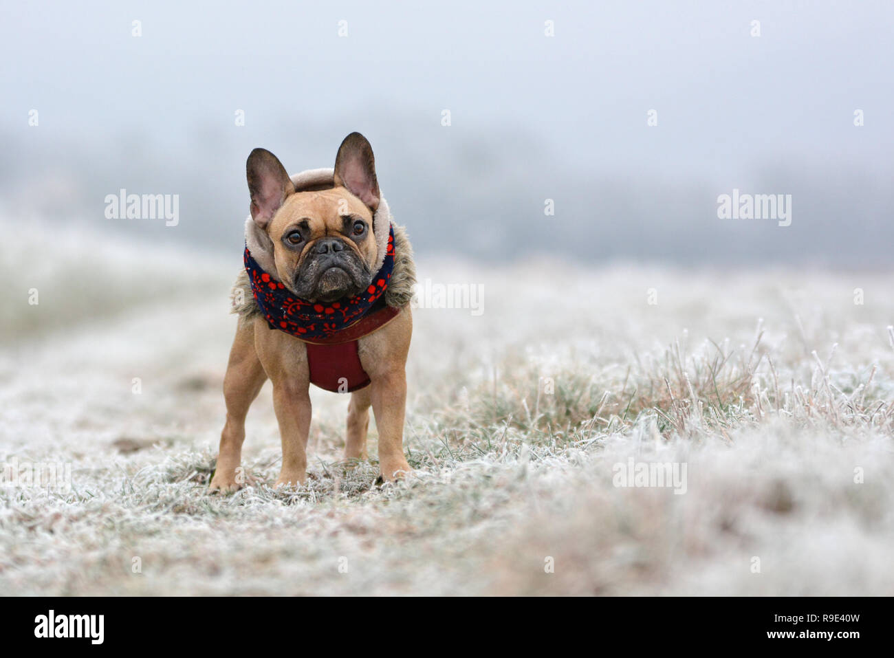 French bulldog girl outlet clothes