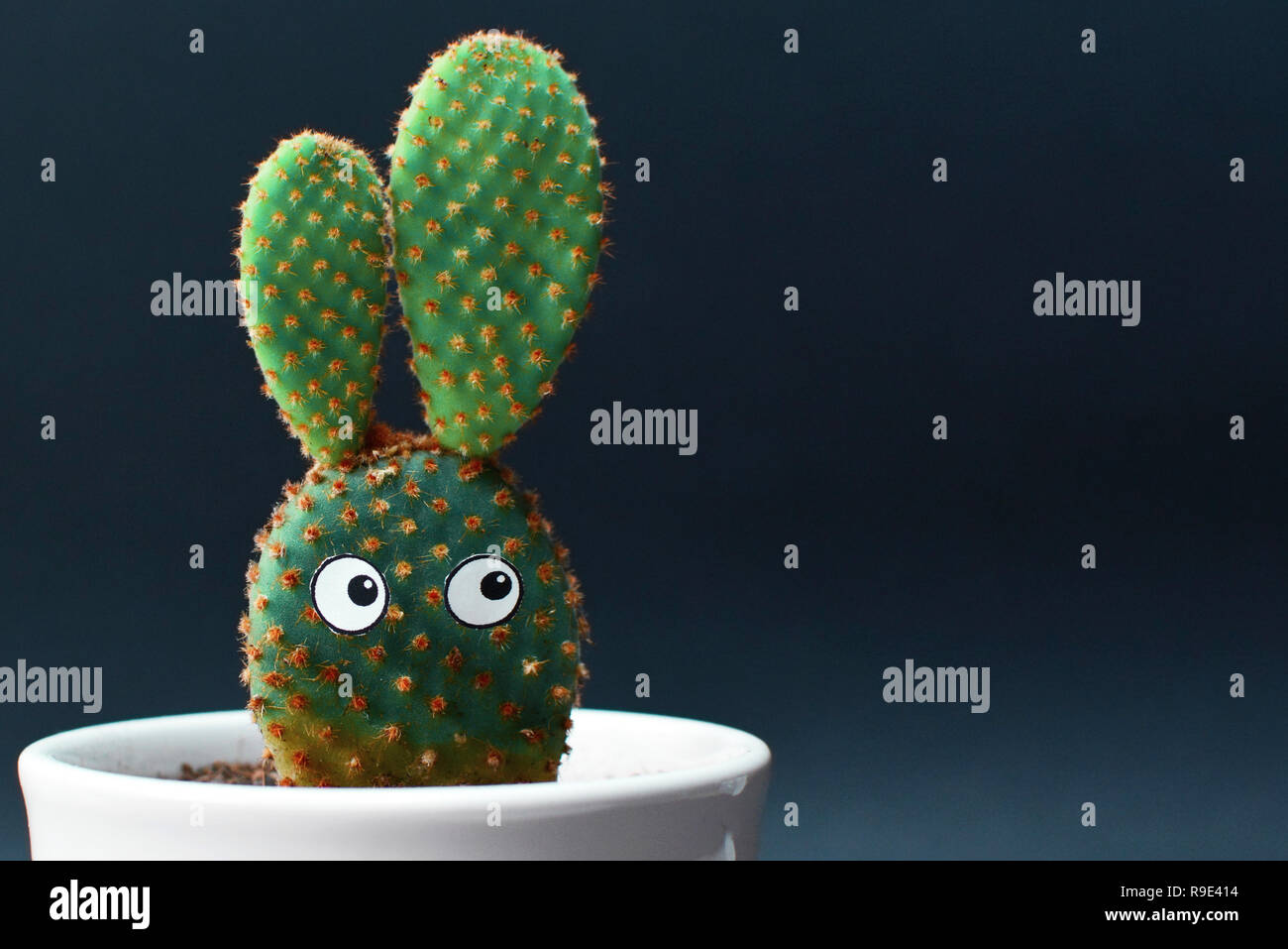 Googly eyes cactus hi-res stock photography and images - Alamy
