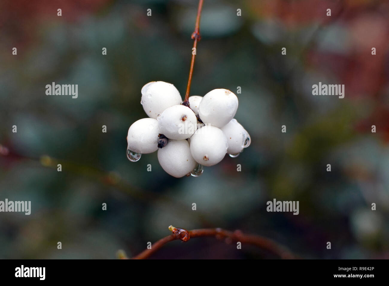 Close up of a branch with multiple white Symphoricarpos albus Snowberry with water drops after rain Stock Photo
