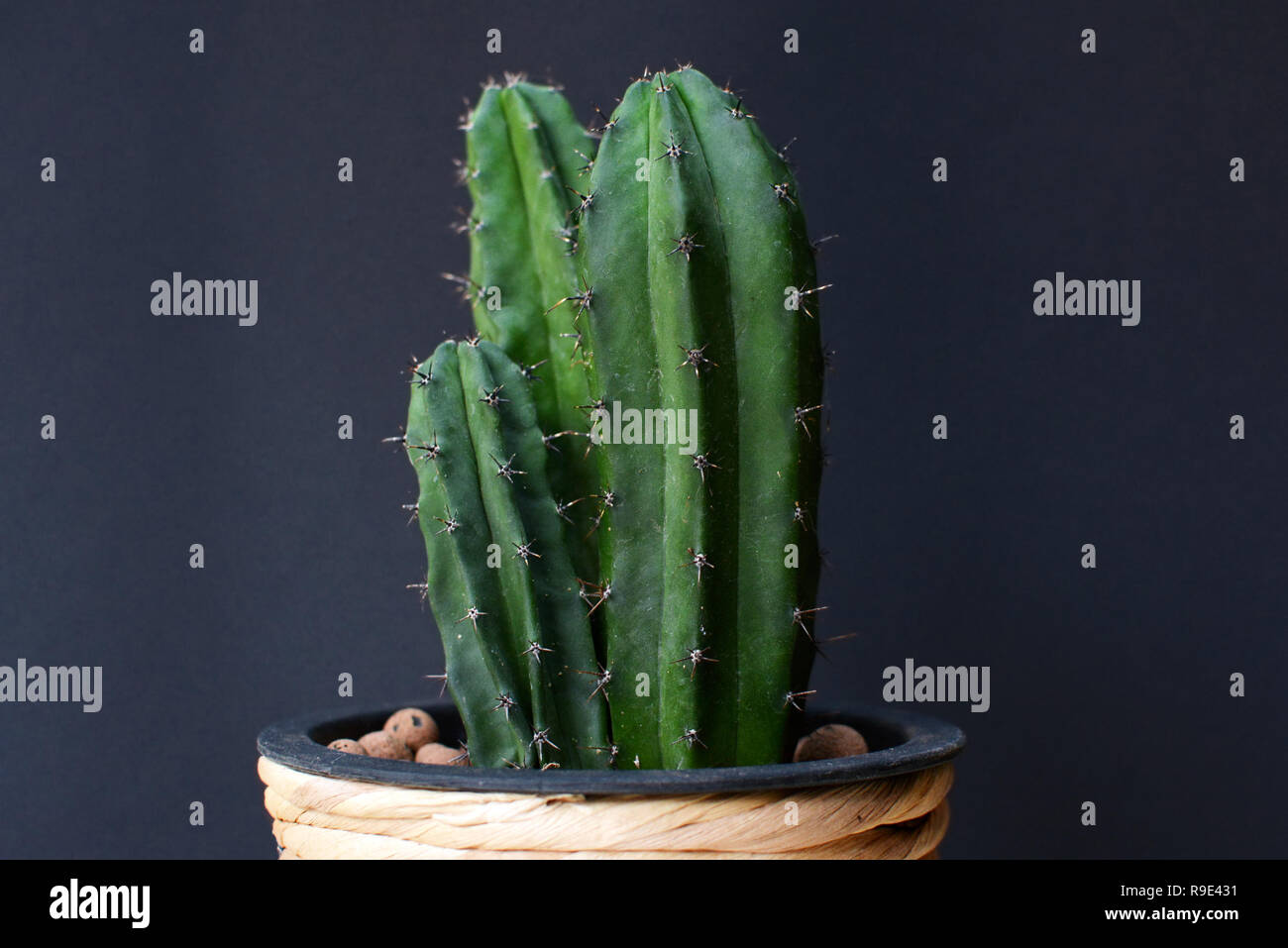 Potted three column Cereus Repandus Peruvianus Peruvian Apple Cactus house plant in front of dark background Stock Photo