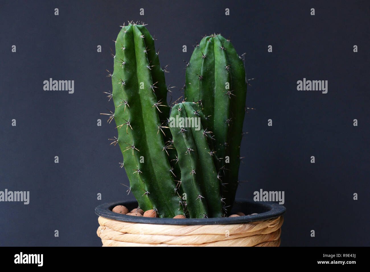 Potted three column Cereus Repandus Peruvianus Peruvian Apple Cactus house plant in front of dark background Stock Photo