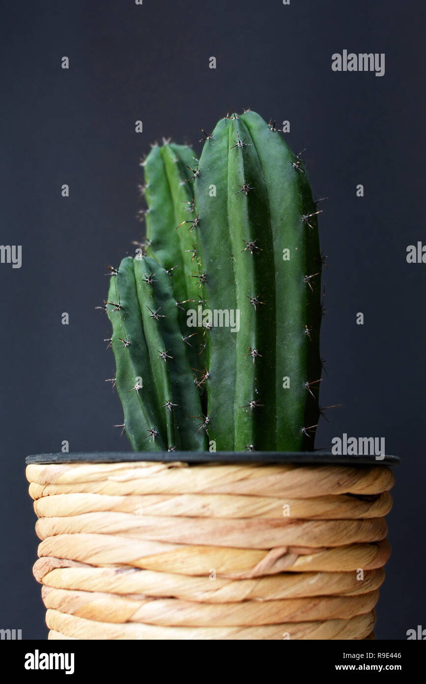 Potted three column Cereus Repandus Peruvianus Peruvian Apple Cactus house plant in front of dark background Stock Photo