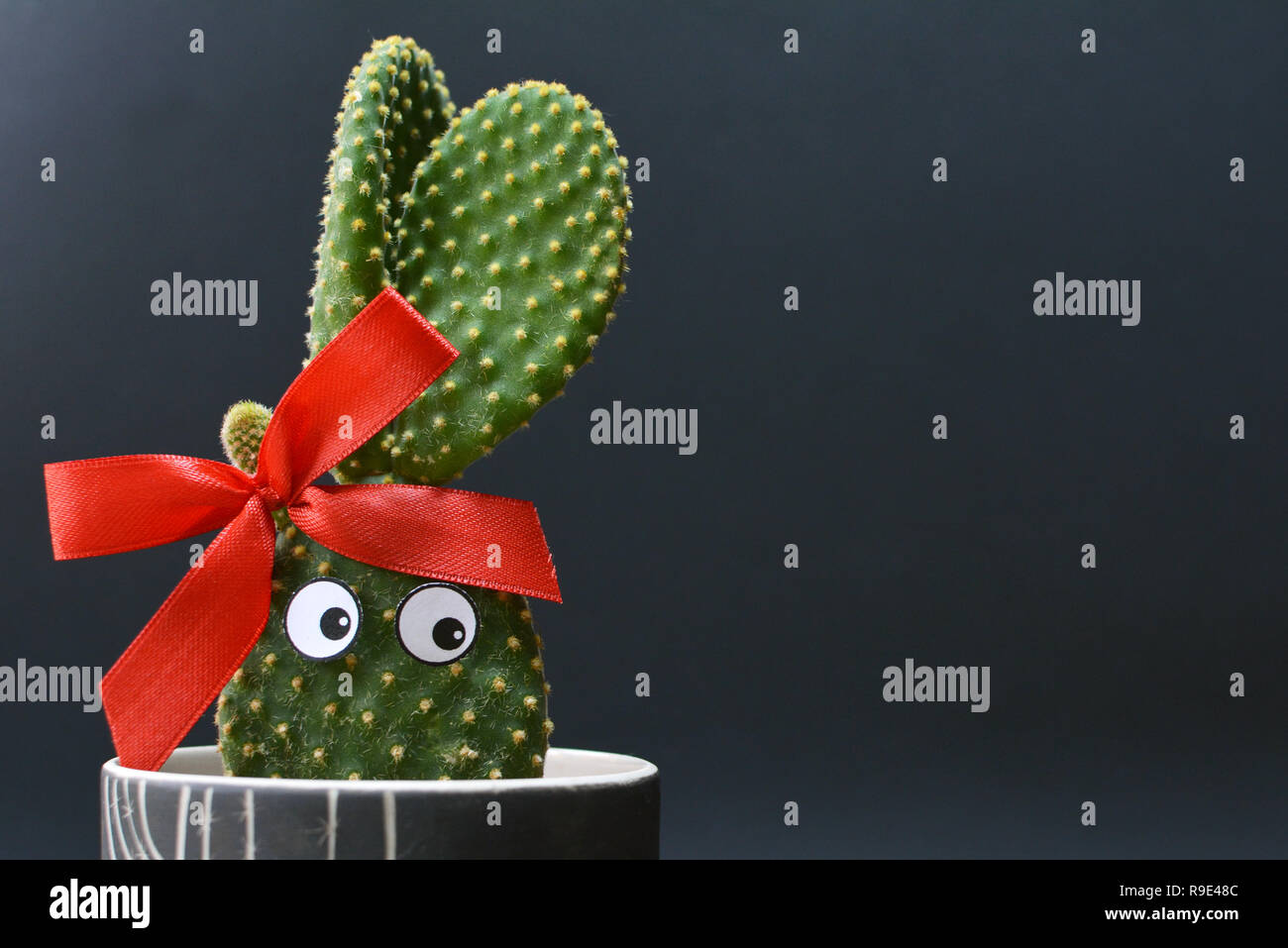 Funny potted Opuntia microdasys bunny ears cactus with googly eyes in front of dark background Stock Photo