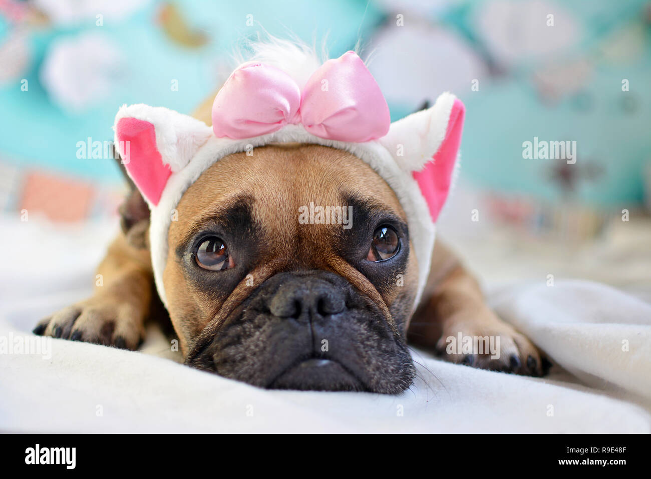 French bulldog headband hot sale