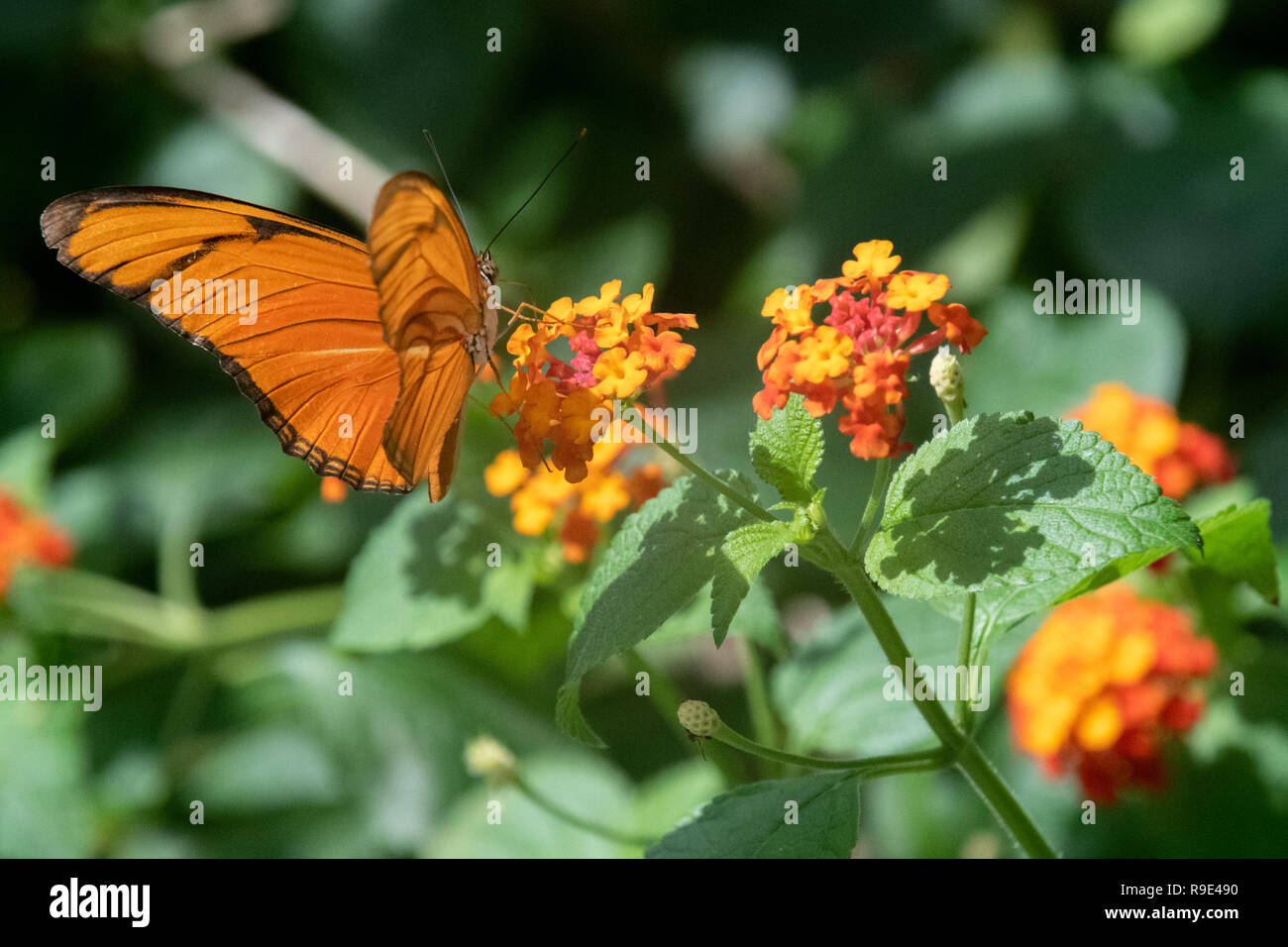 Fackel butterfly - Julia butterfly - Dryas iulia butterfly - a Fackel butterfly rests on orange flowers in a butterfly exhibit in Aruba Stock Photo