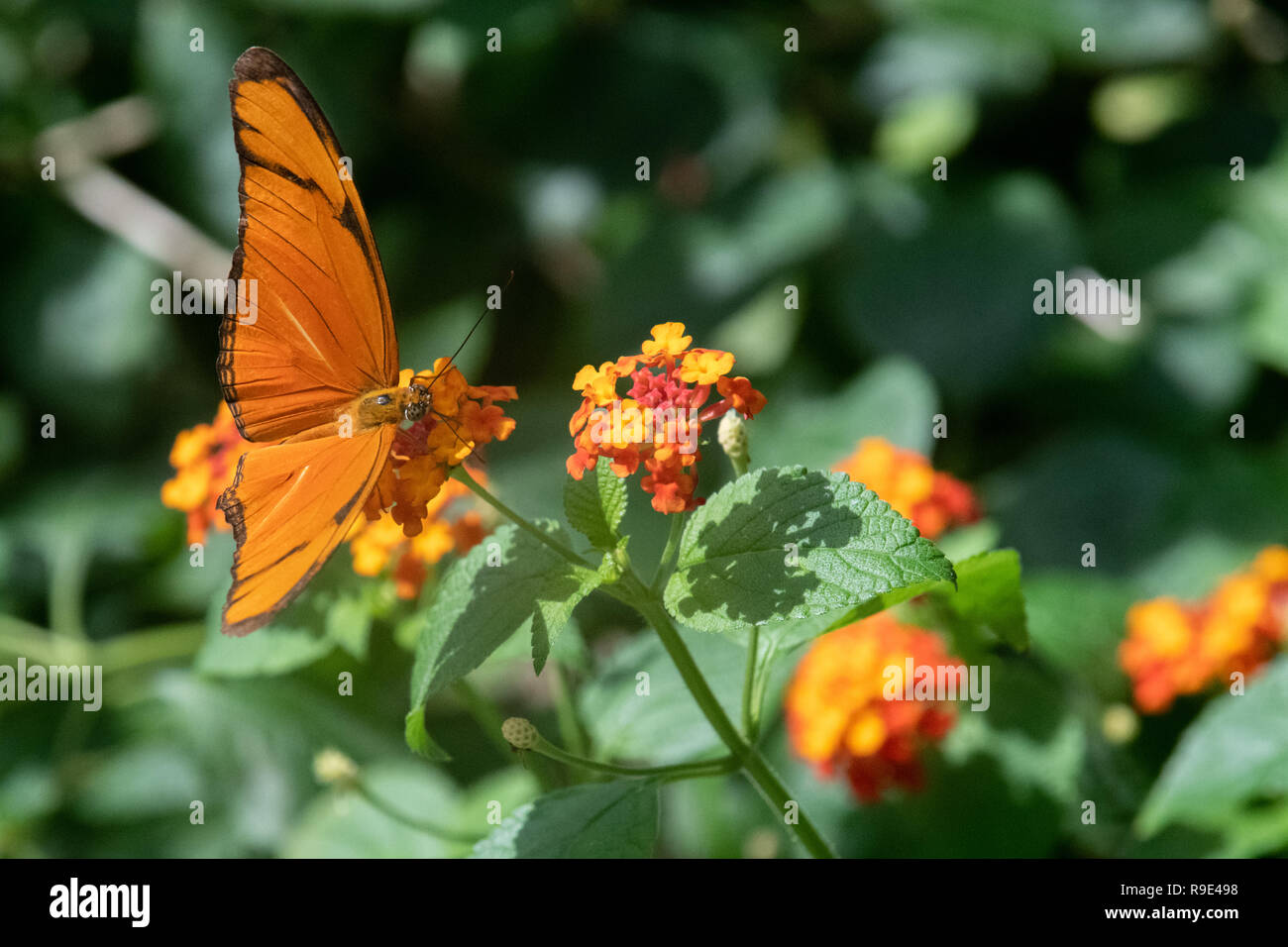 Fackel butterfly Julia butterfly Dryas iulia butterfly a Fackel