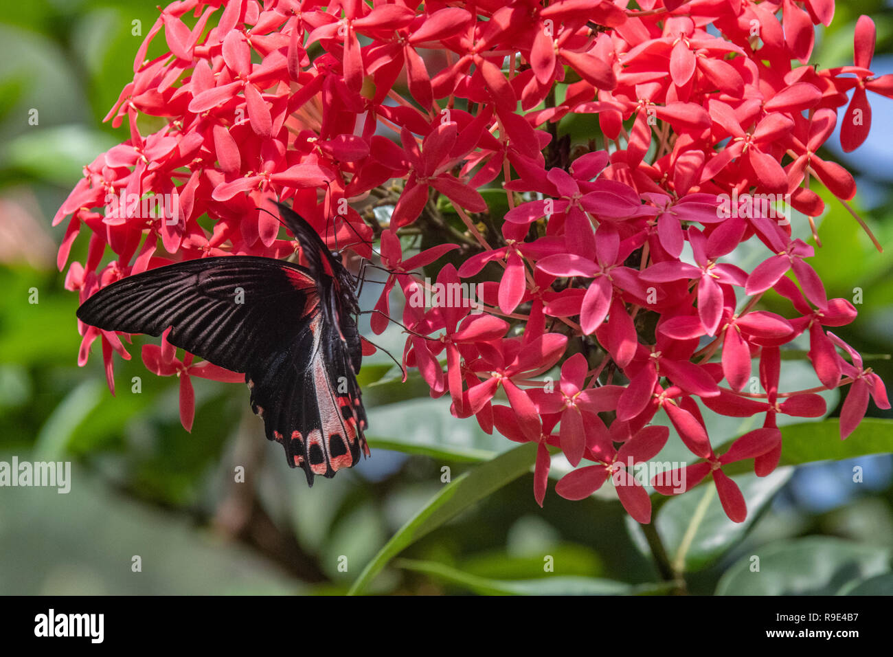 Scarlet swallowtail - Scarlet Mormon butterfly - Papilio rumanzovia in a butterfly garden - native Australian butterfly Stock Photo
