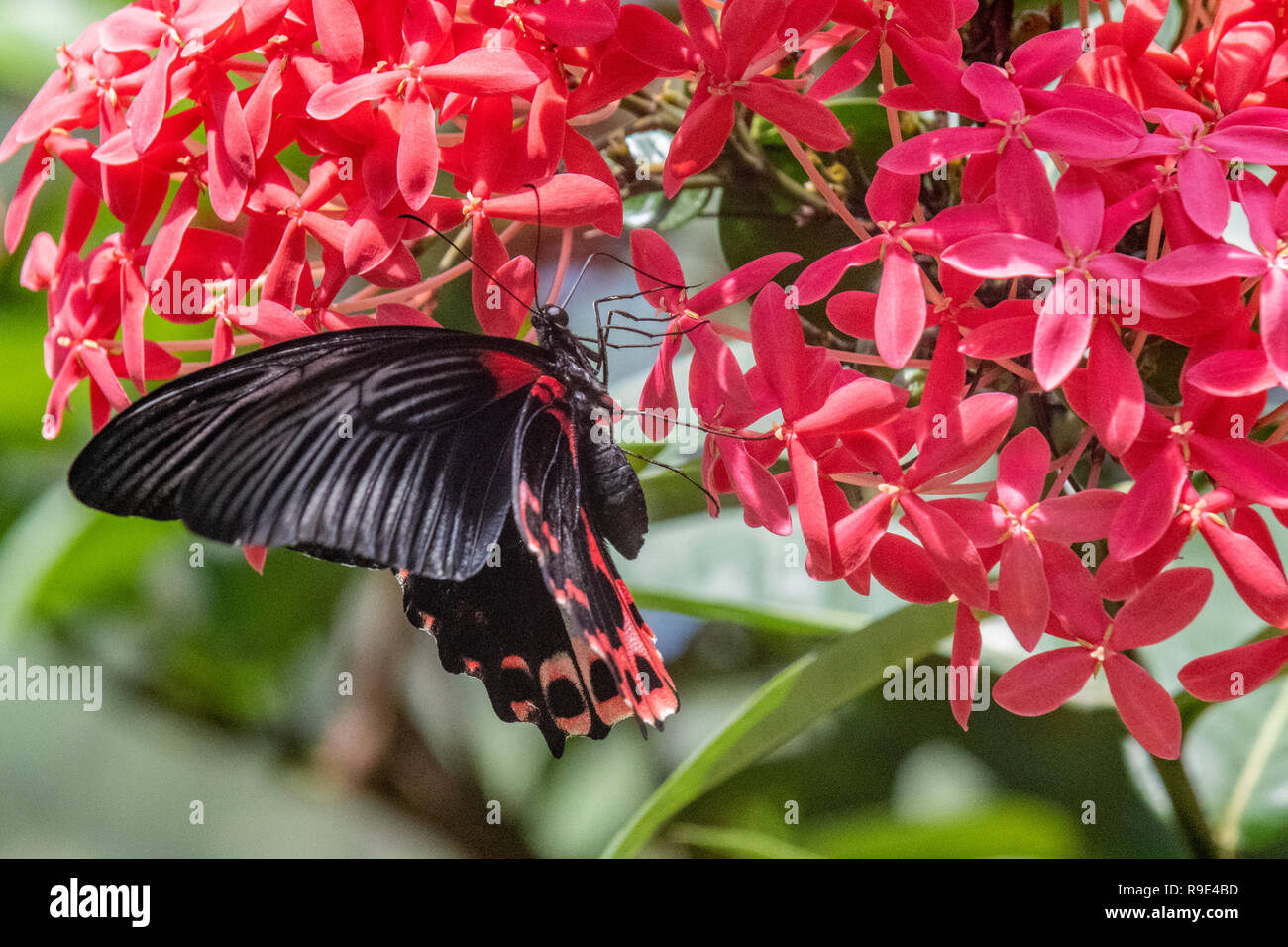 Scarlet swallowtail - Scarlet Mormon butterfly - Papilio rumanzovia in a butterfly garden - native Australian butterfly Stock Photo
