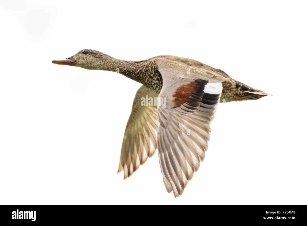 gadwall duck in flight Stock Photo