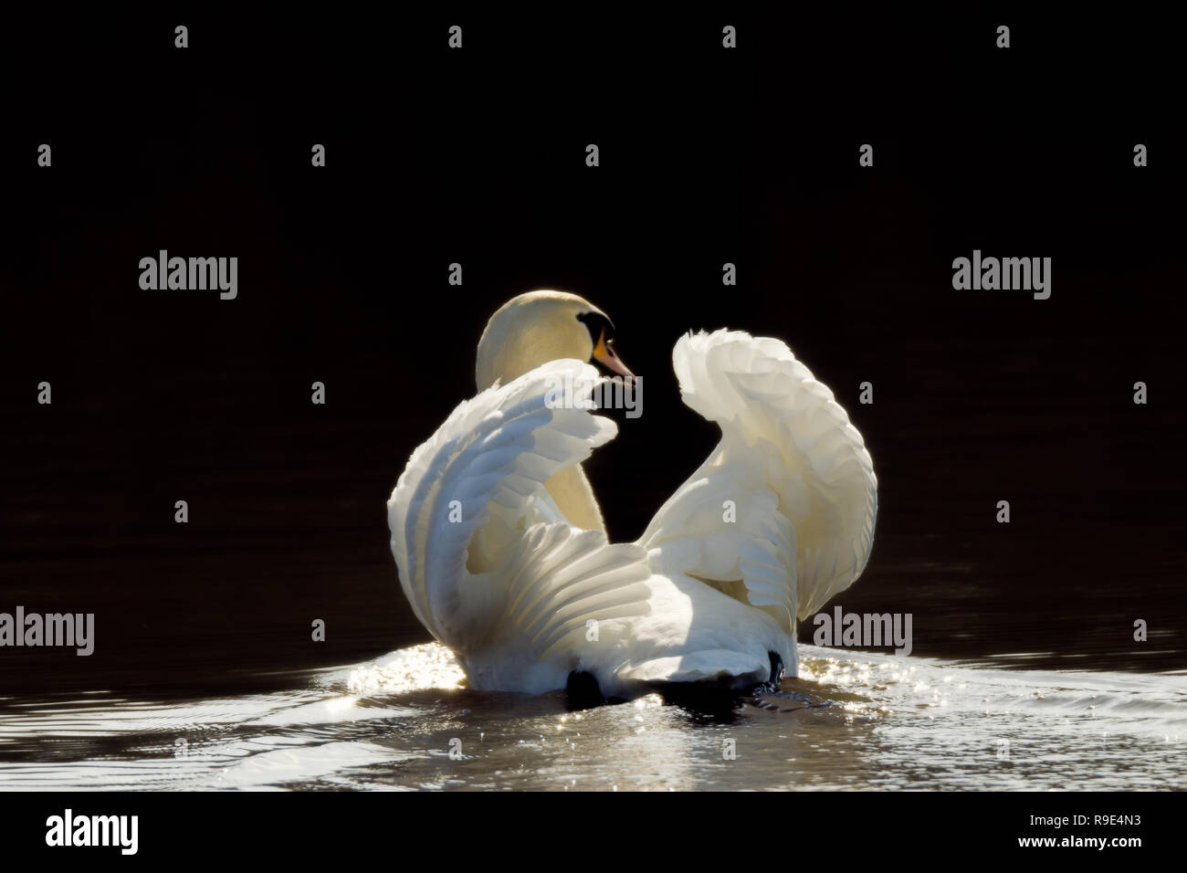 graceful swan in lake Stock Photo