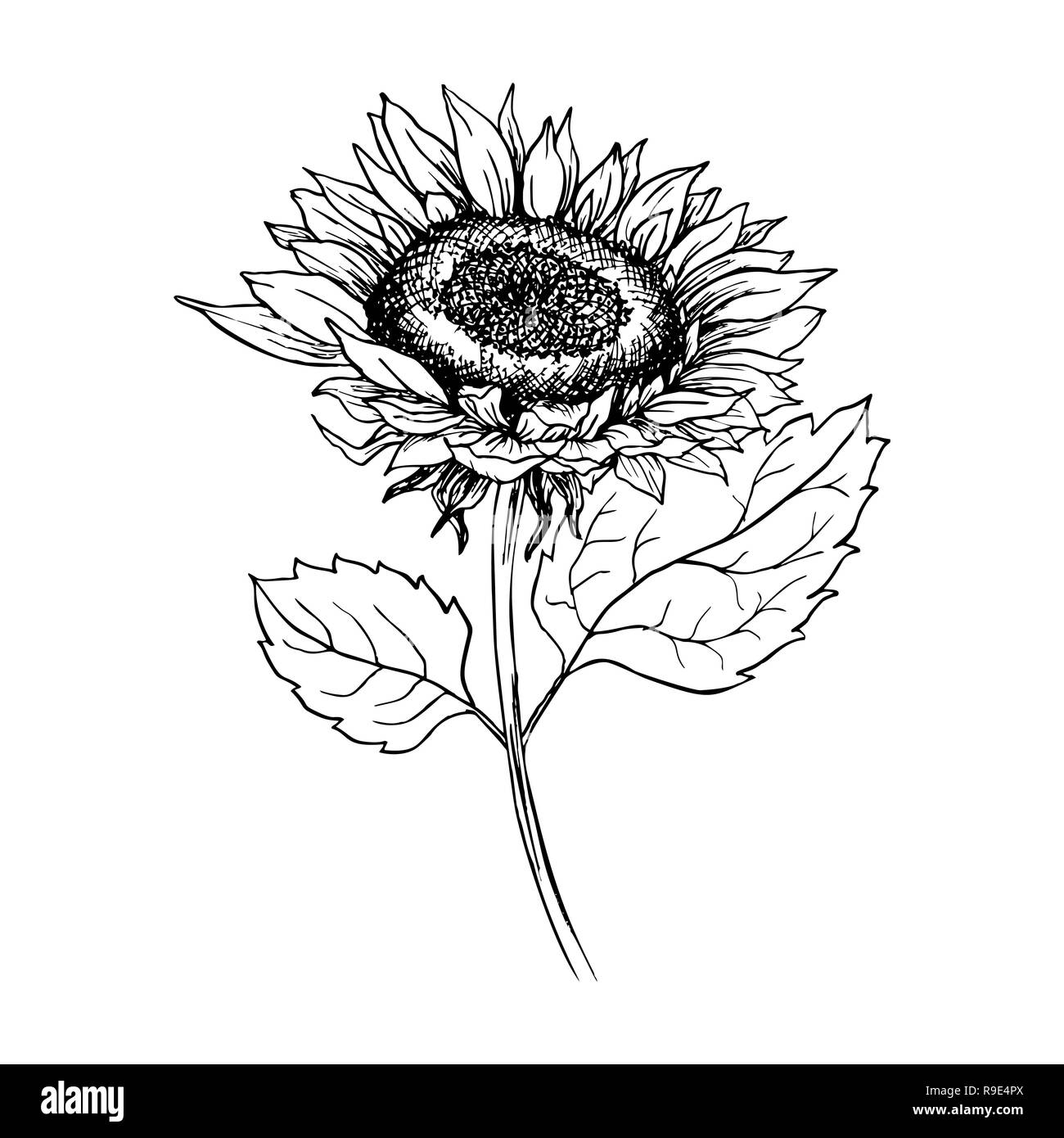 Sunflowers. Fine art. Sketch Outline