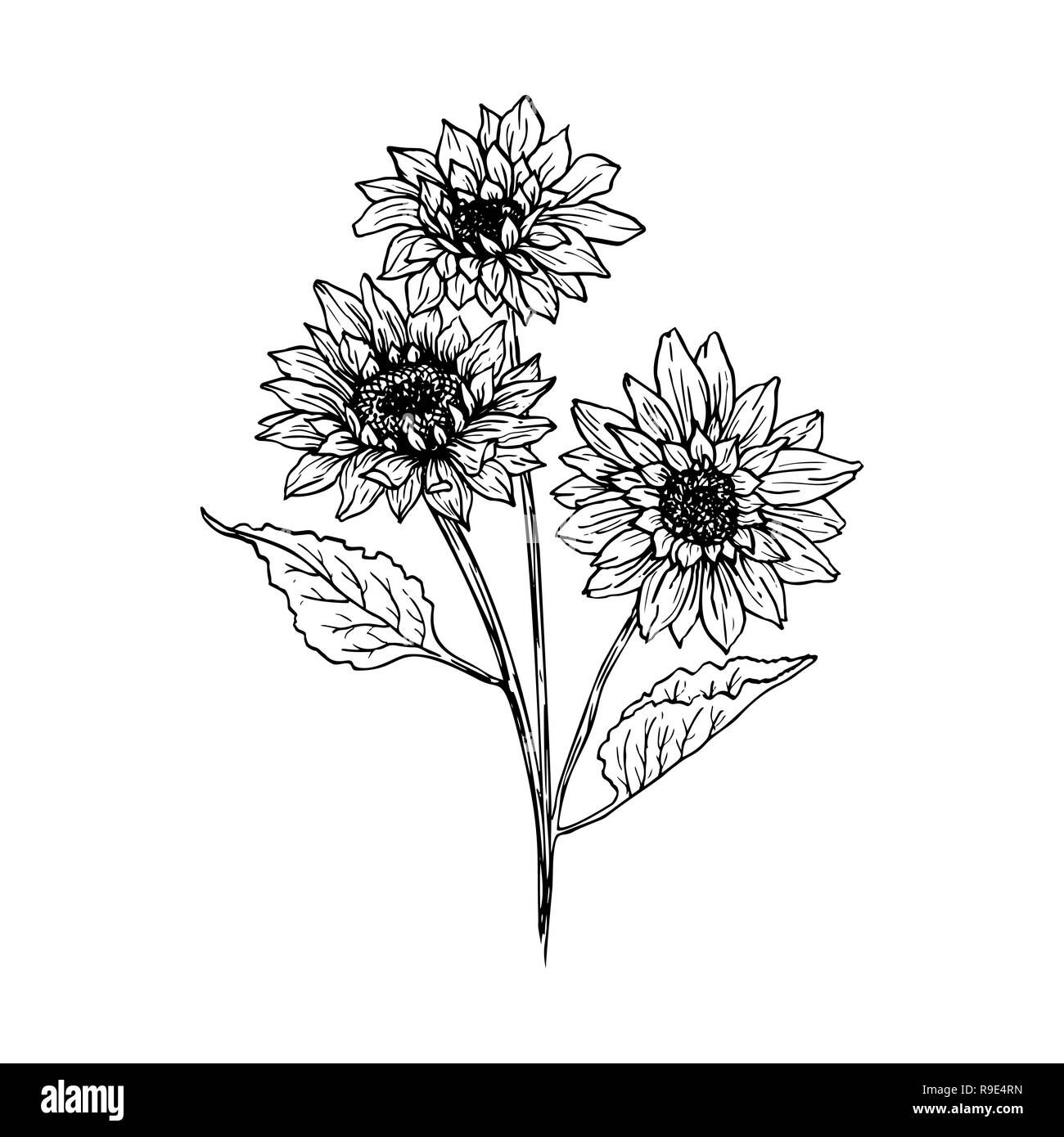Sunflower Drawing ➤ How to draw a Sunflower
