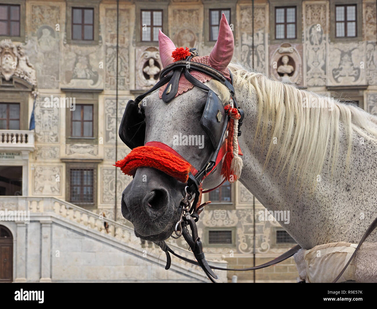 portrait of white horse decorated with pink earpieces and red nose band standing in Piazza dei Cavalieri for sightseeing carriage tours of Pisa, Italy Stock Photo