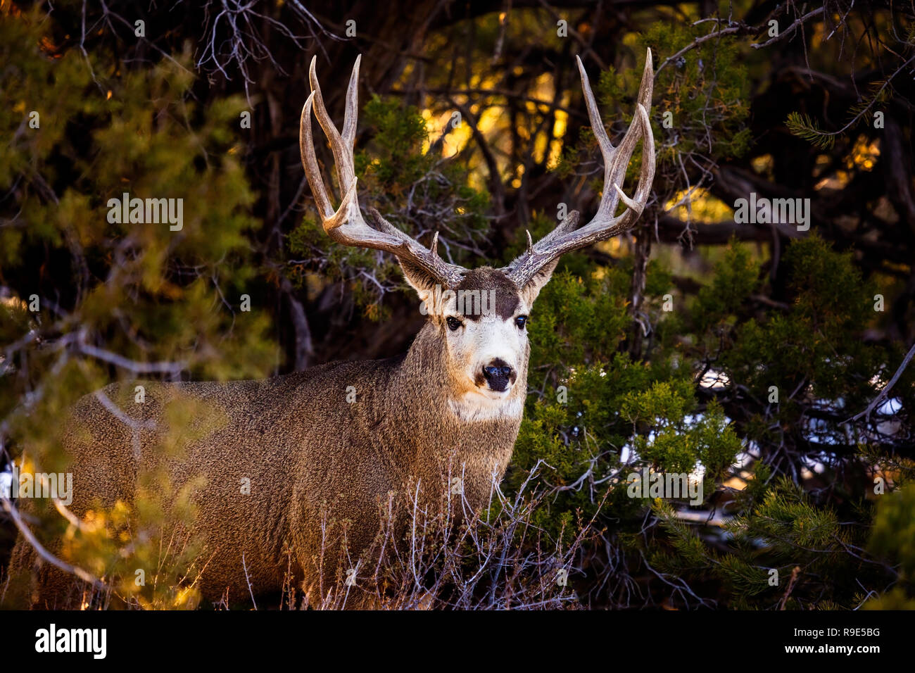 Deer Forest High Resolution Stock Photography and Images - Alamy