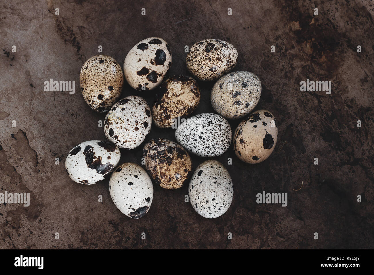 Quail eggs from the local market in Virginia Stock Photo Alamy