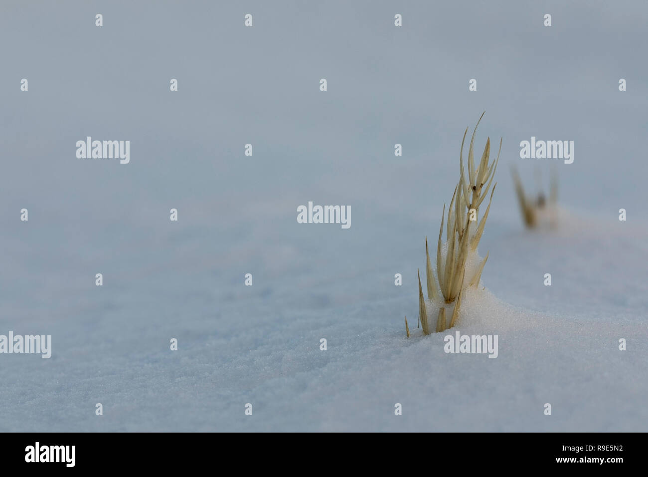 Close-up of Sea Lyme Grass, Leymus arenarius, in snow in winter near Arviat, Nunavut Canada Stock Photo