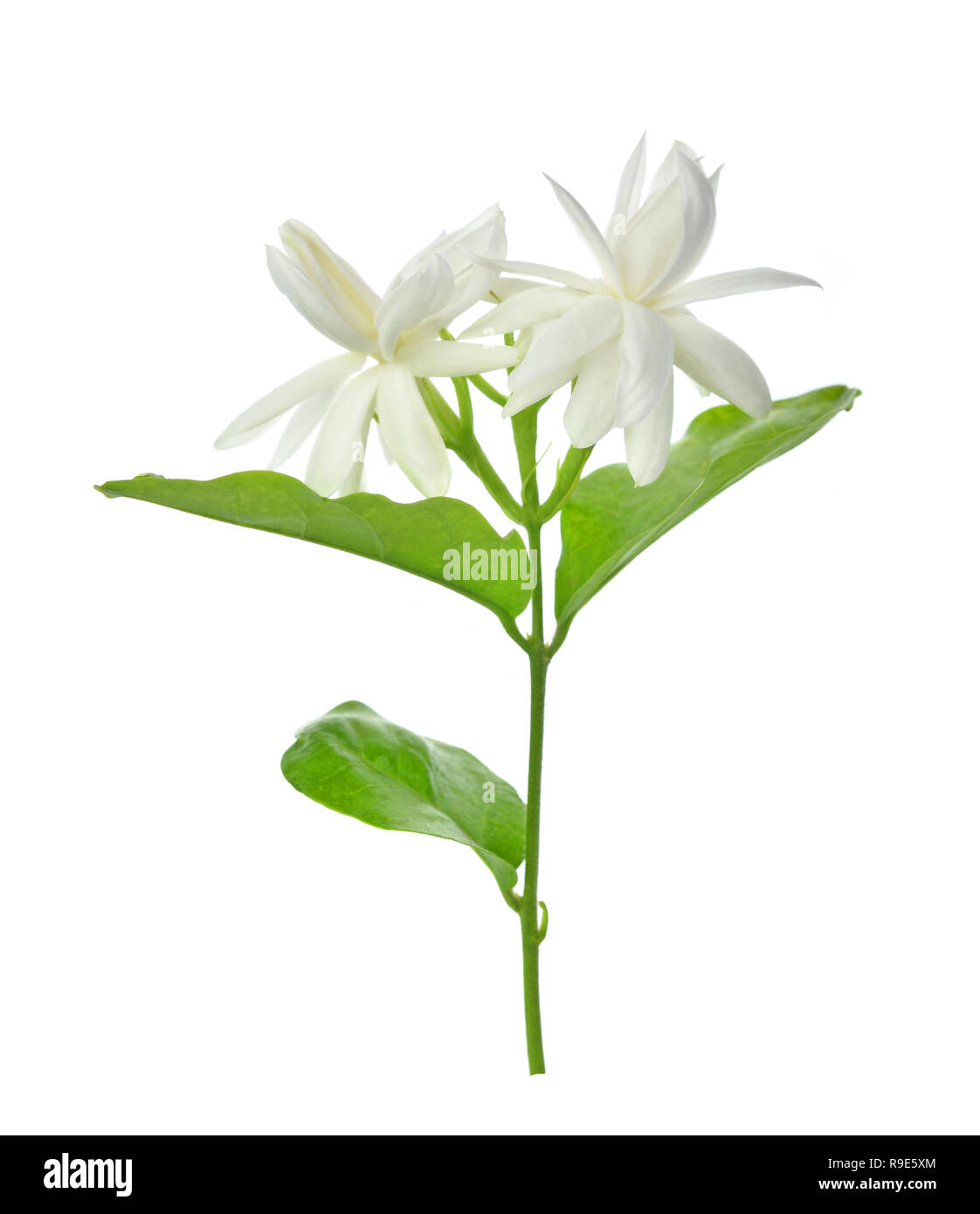 Jasmine isolated on white background Stock Photo - Alamy