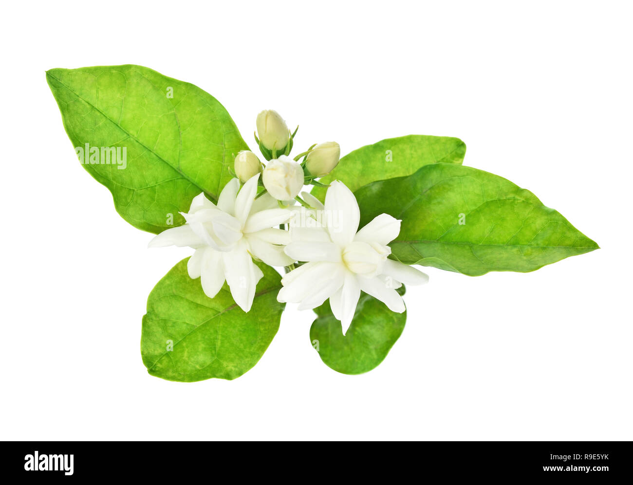 Jasmine isolated on white background Stock Photo - Alamy